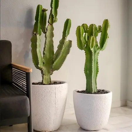 Altamira Family El Duque