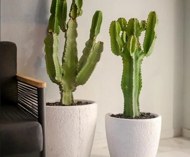 Altamira Family El Duque